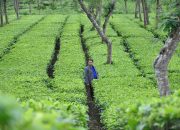 Kebun Teh
