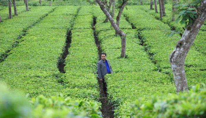 Kebun Teh
