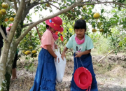 TAMAN VITAMIN C, KEBON JERUK GAMOL PAREMONO